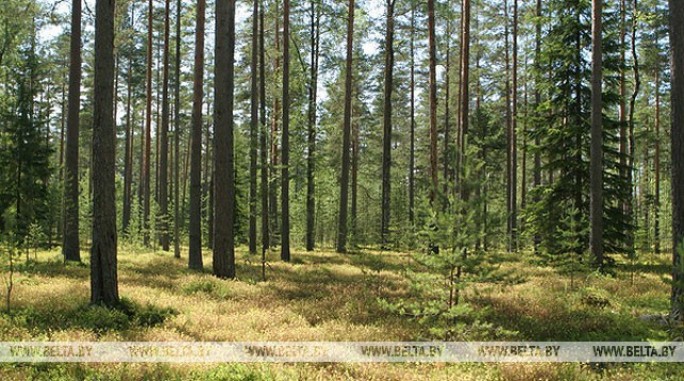 Запрет на посещение лесов снят в 44 районах Беларуси
