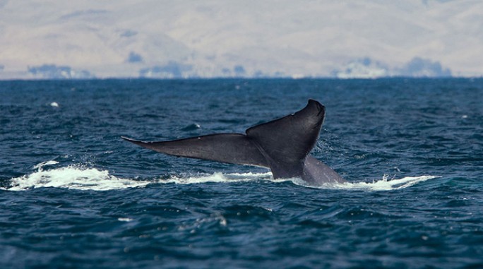 В Италии нашли самый большой скелет синего кита