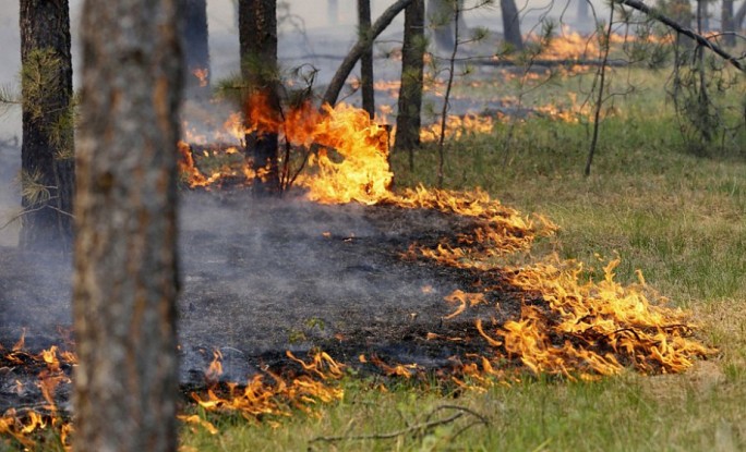 По вине людей. В Лидском районе потушили два лесных пожара