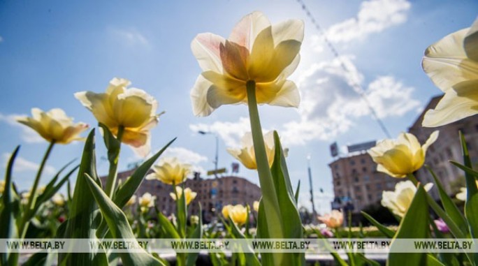 До +23°С ожидается по юго-востоку Беларуси 15 мая