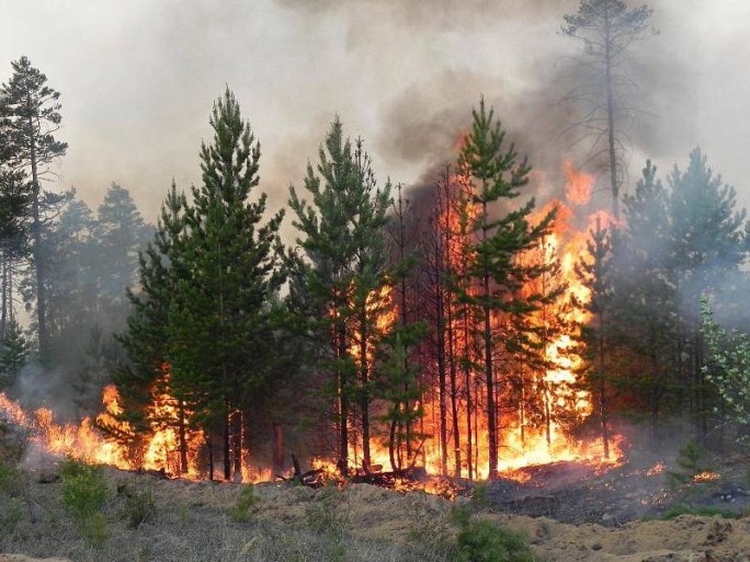Что делать, если стали свидетелем лесного пожара