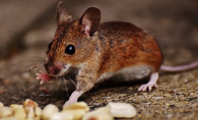 Мышка хвостиком махнула… Какие болезни передают грызуны и как от них уберечься