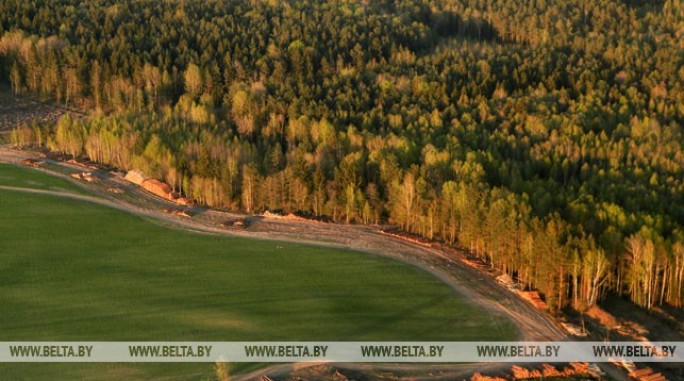 Запрет на посещение лесов введен в 13 районах Беларуси