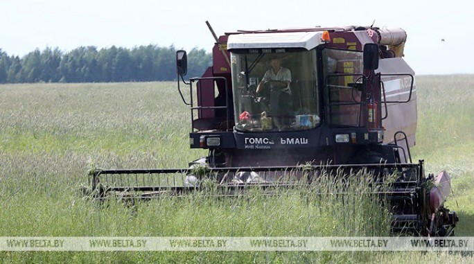 Как сельское хозяйство Беларуси справляется с последствиями жары – Лукашенко заслушал доклады профильных чиновников