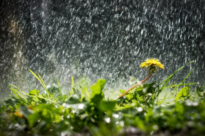 Дожди во второй половине недели должны улучшить агрометеорологическую обстановку - Белгидромет