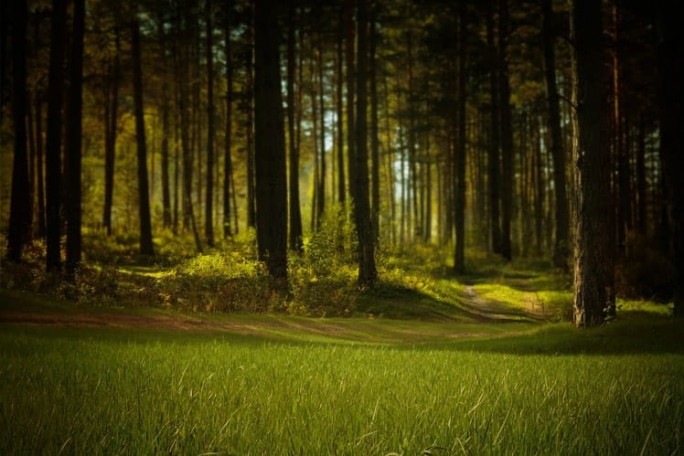 Запрет на посещение лесов сохраняется в 16 районах Беларуси