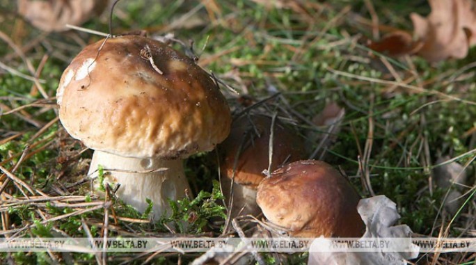 Ученые рассказали об урожае грибов и ягод в лесах Беларуси