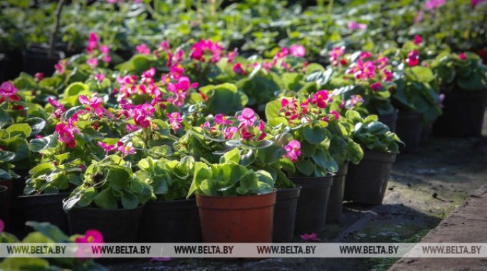В Польше открыли первый в мире приют для цветов