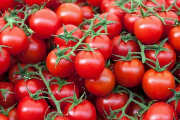 Как спасти помидоры от тумана: народные рецепты борьбы с фитофторой