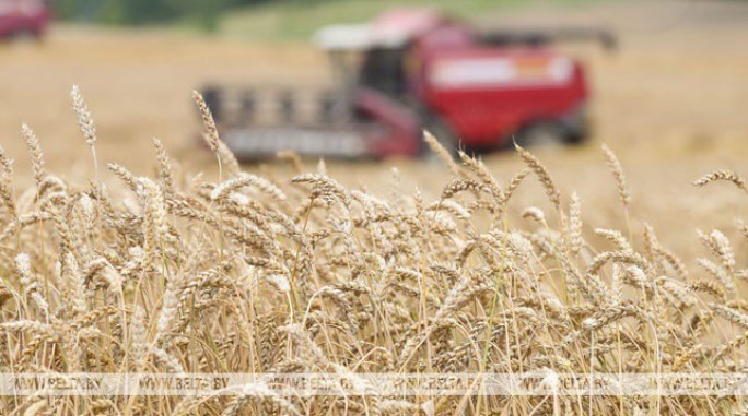 Белорусские аграрии собрали первый миллион тонн зерна