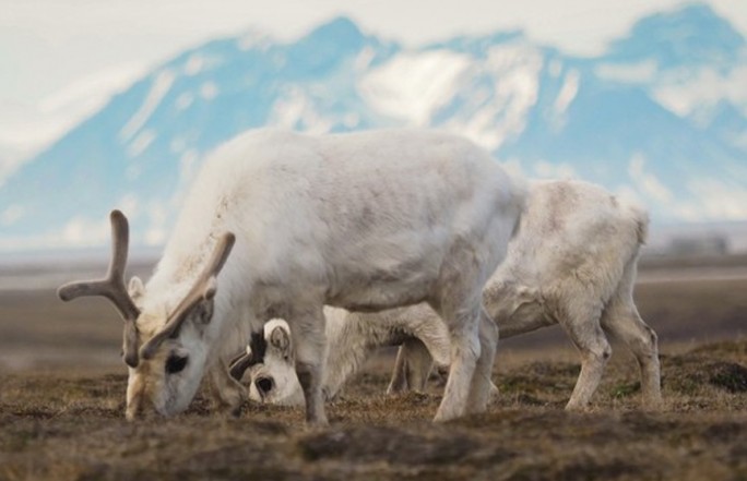 Северные олени массово гибнут от голода на Шпицбергене