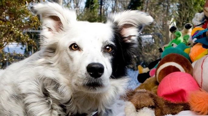 Самая умная собака в мире умерла в США