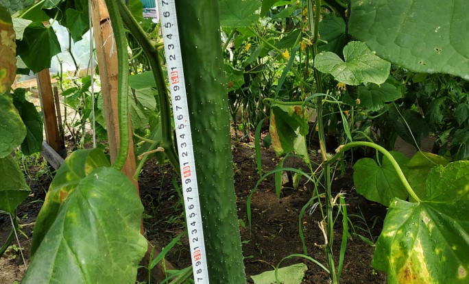 Урожайные рекорды: мужчина вырастил 70-сантиметровый огурец на участке