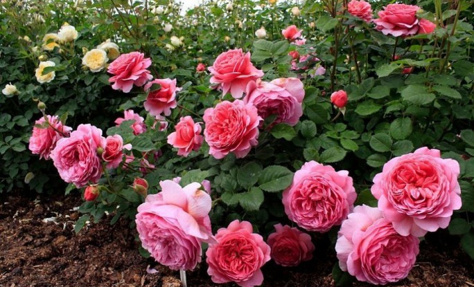 Уход за розами в августе: подкормка, обрезка и подготовка к зиме
