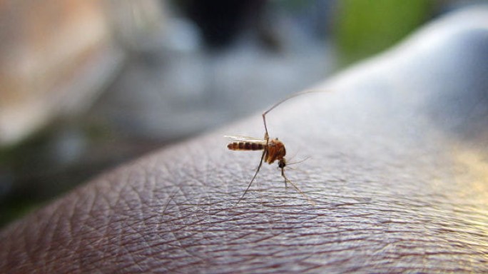 Ученые выяснили, кого чаще всех кусают комары