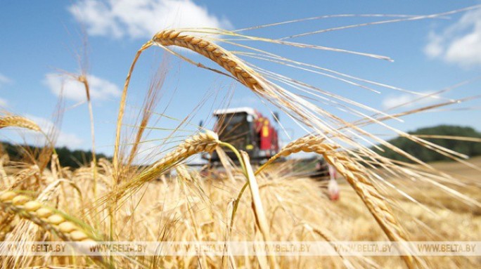 В Беларуси осталось убрать менее 17% площадей зерновых