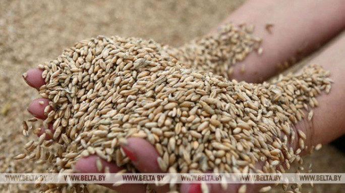 Поставка зерна по госзаказу в Беларуси выполнена более чем на 80%