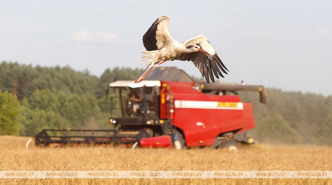 Массовая уборка зерновых завершается в Беларуси