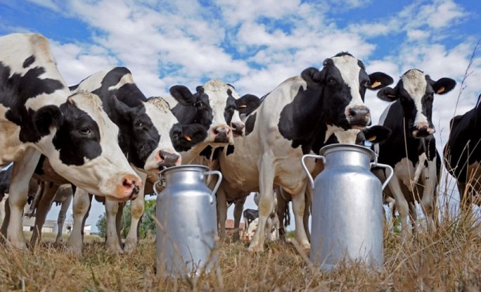 Гродненский район может стать лидером страны по удоям молока