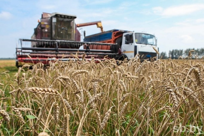 В Беларуси осталось убрать 2,1 процента зерновых