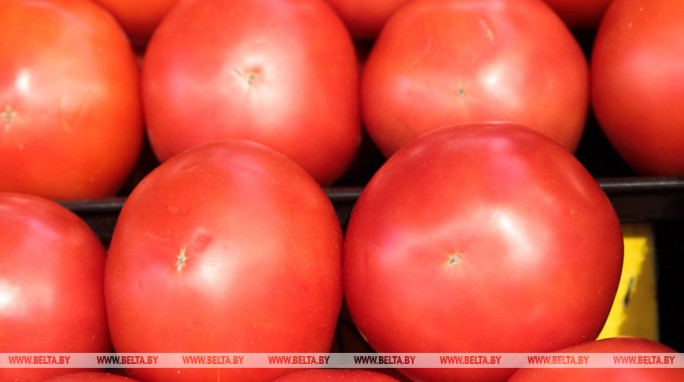Белкоопсоюз закупил в этом сезоне уже более 3,4 тыс. т томатов