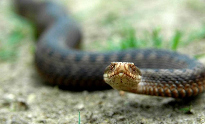 В Гродненском районе змея укусила мужчину