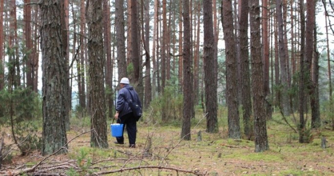 В лесу в Поречье женщина заблудилась, собирая грибы: она смогла выбраться лишь на следующий день