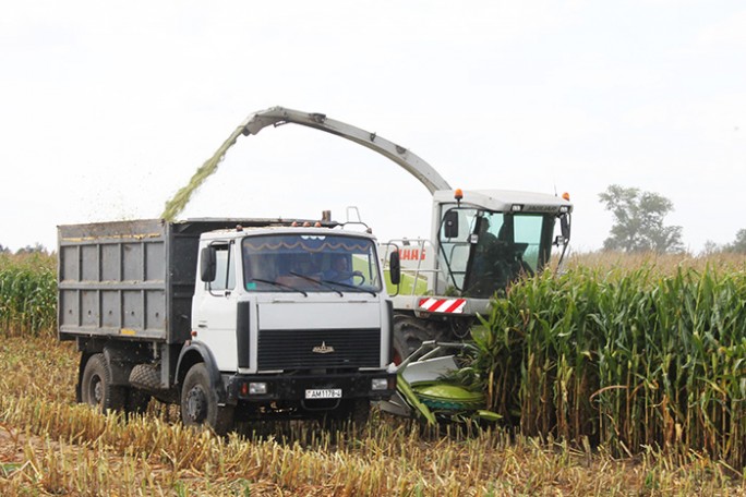 Мостовские аграрии приступили к уборке сахарной свёклы и кукурузы на силос и зелёный корм
