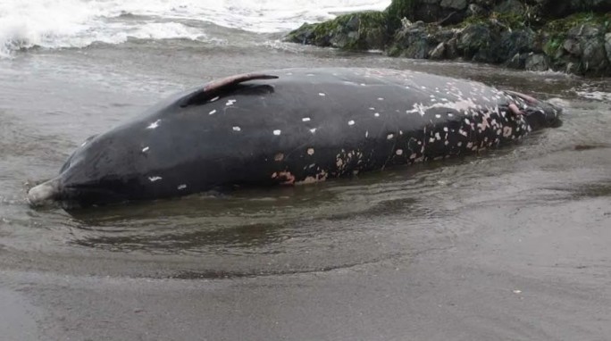 Новый вид китов обнаружили в прибрежных водах Японии