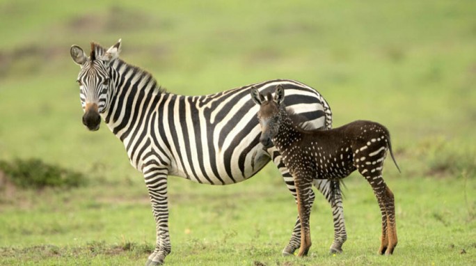 В Кении родилась зебра в горошек