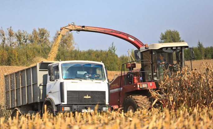 Хозяйства области убрали почти половину площадей кукурузы на силос