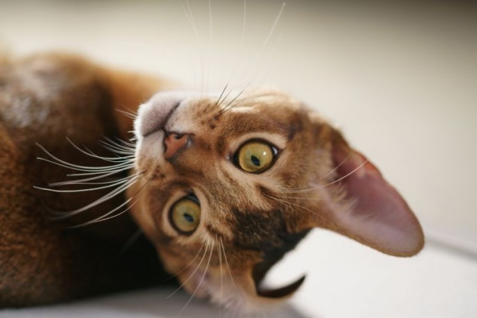Почему кошки благотворно влияют на здоровье своих хозяев