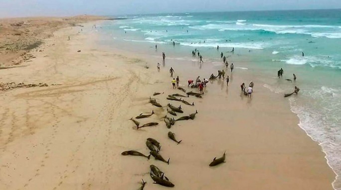 На западе Африки на пляж выбросились более 130 дельфинов