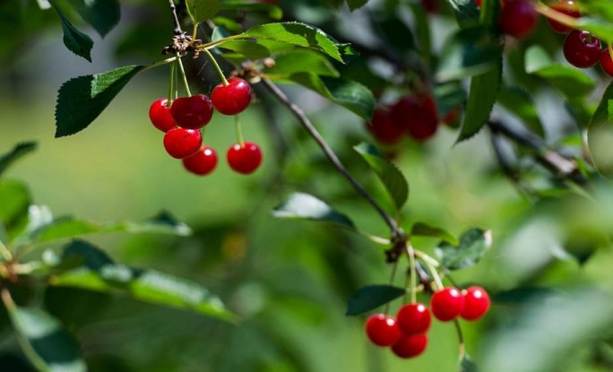 Готовим хороший урожай вишни уже осенью: эффективные советы от опытных дачников