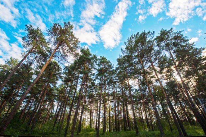 Надзор за исполнением законодательства о воспроизводстве леса