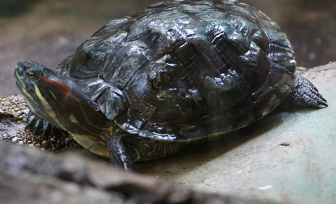 Умерла самая древняя черепаха в мире – ей было 344 года