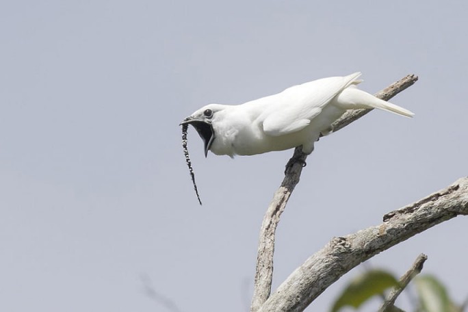 Самую громкую птицу в мире нашли в Бразилии
