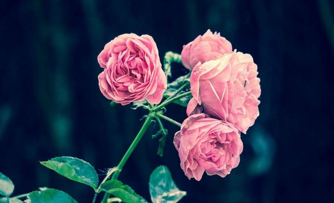 Как укрыть розы на зиму. 5 простых и эффективных способов
