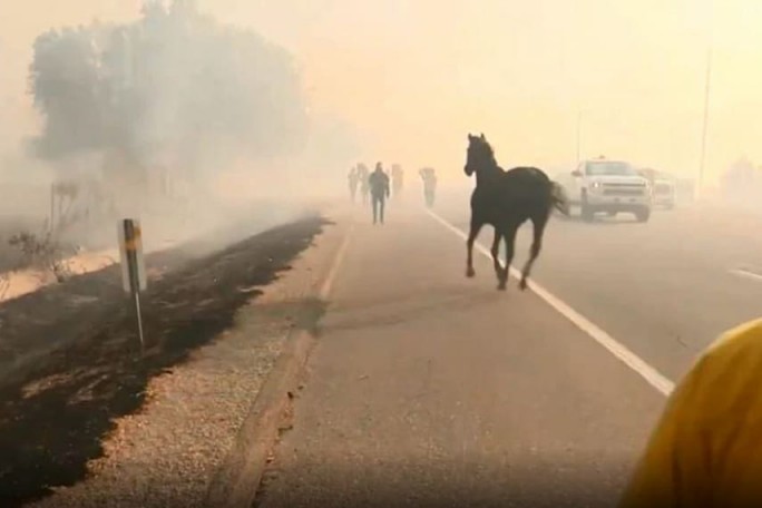 Лошадь вернулась в горящую конюшню и спасла других животных от гибели