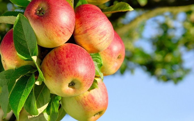5 причин, почему есть яблоки полезно каждый день
