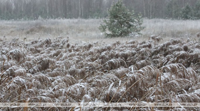 Ночные заморозки ожидаются в Беларуси 12 ноября