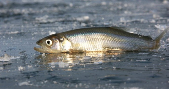 С 15 ноября в Беларуси нельзя ловить один из самых лакомых видов рыбы