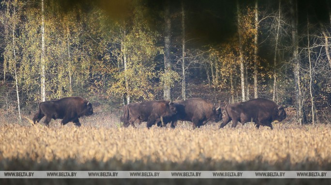 Беловежская пуща вошла в топ мест для путешествий в 2020 году от National Geographic