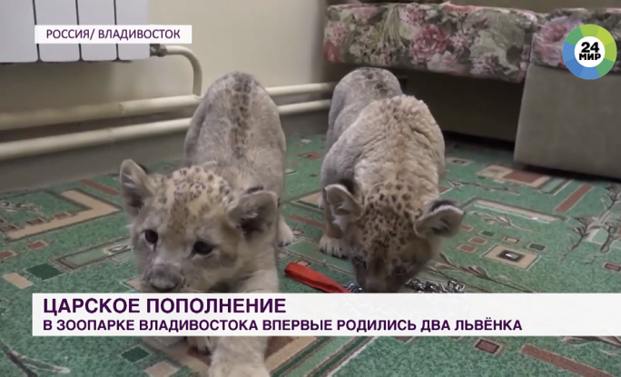 Чудо в пятнах: в зоопарке Владивостока родились уникальные львята