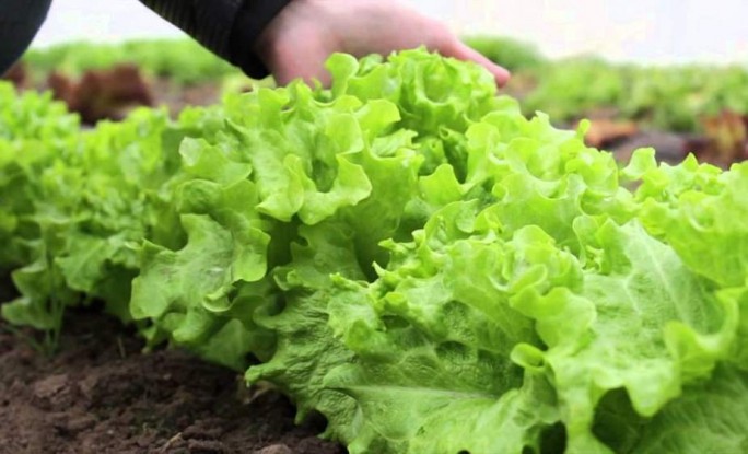Молодой бизнесмен хочет выращивать салат в бывшей школе