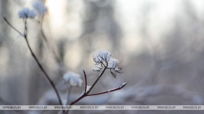 До +8°С ожидается в Беларуси 16 декабря