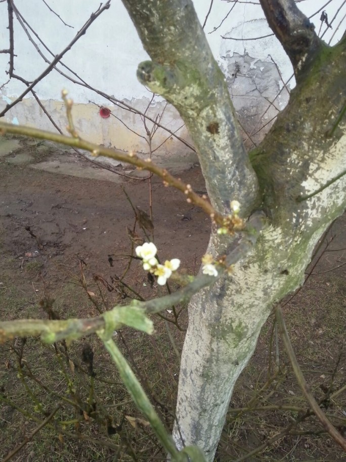 Весна наступила в Мостовском районе в декабре