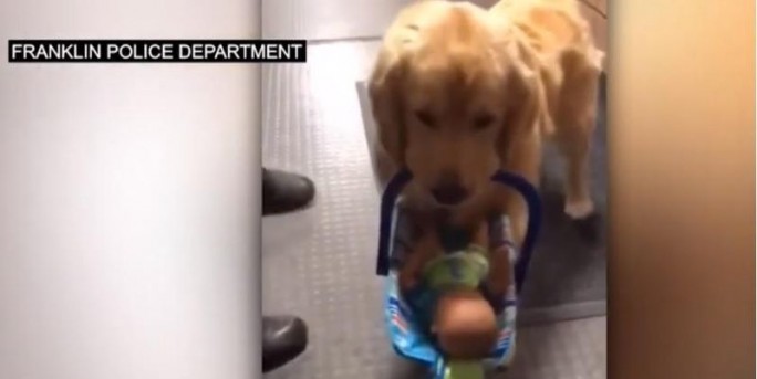 В США полицейская собака попалась на воровстве игрушек