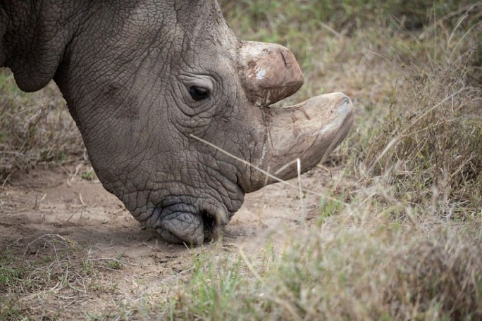 В Танзании умер самый старый носорог в мире