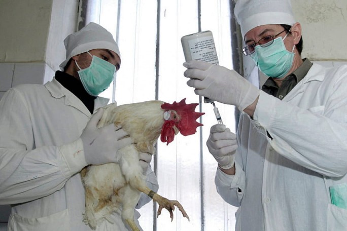Перекинется ли птичий грипп из Польши в Беларусь
